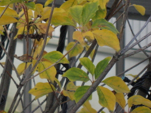 サラサドウダン　守山市Ｔ様邸
